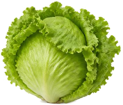 Cespo di lattuga iceberg fresca